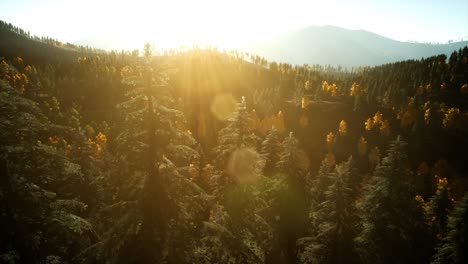 Aerial-Drone-View-Flight-over-pine-tree-forest-in-Mountain-at-sunset